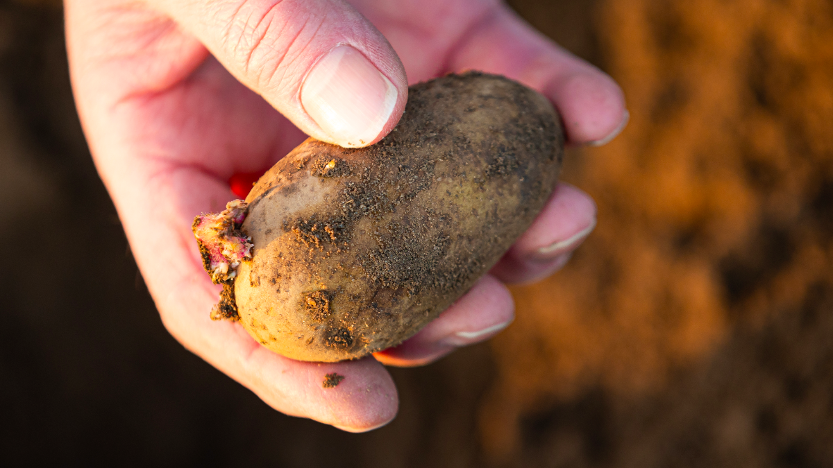 Проволочник в картошке фото. Как обезопасить картофель от вредителей. Фото как обезопасить картофель от проволочника весной. Можно ли есть картошку если она проросла