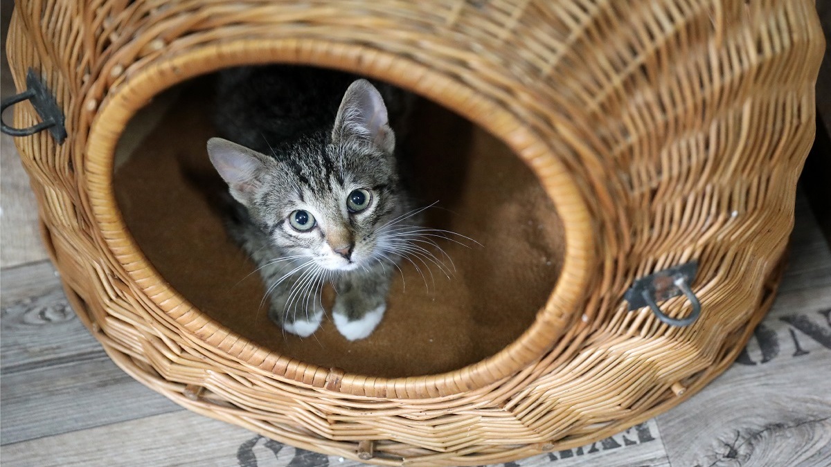 Будет мурчать в знак благодарности: 3 правила выбора домика для кошки