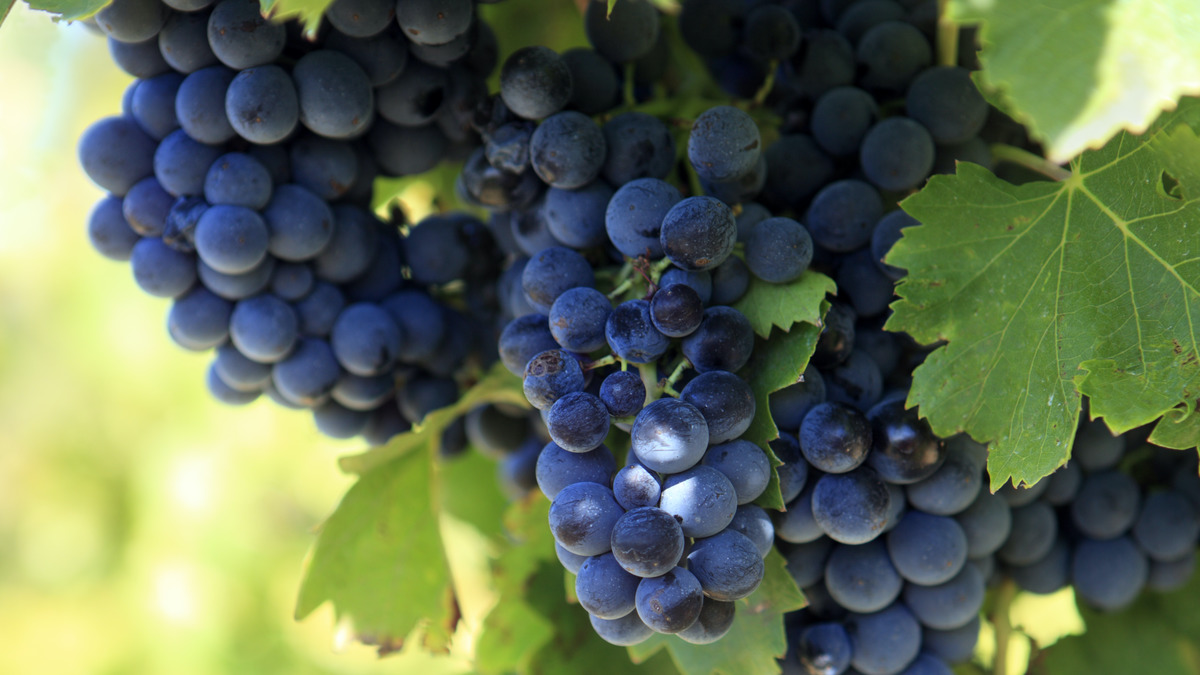 Настойка на винограде: популярные рецепты в домашних условиях