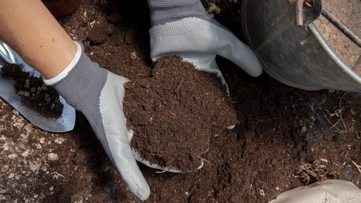 Как нужно правильно вносить чернозем в почву