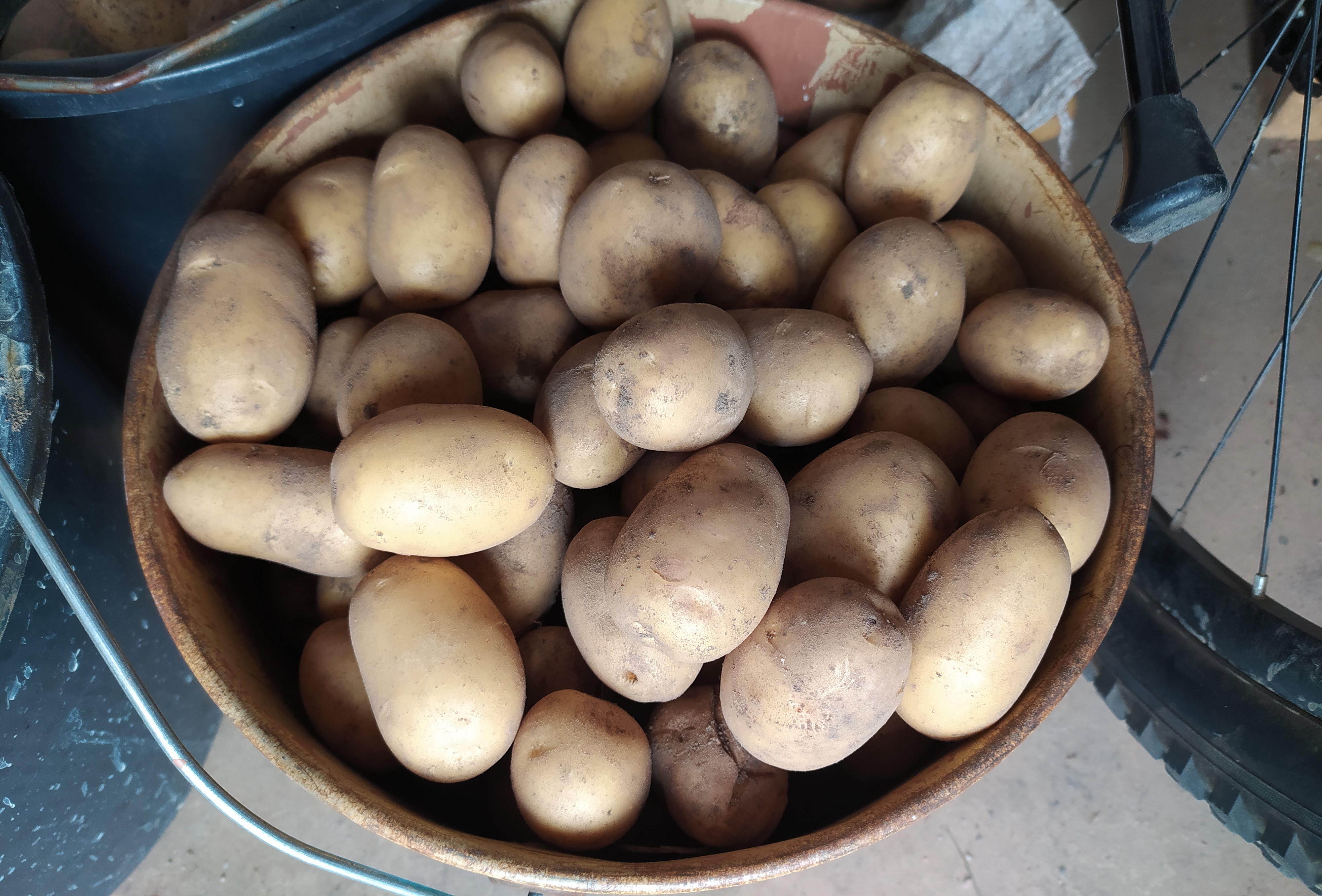 Кербовка картофеля. Выкапывание картофеля. Выкопали картофель. Выкопка картофеля. Килограмм картошки.
